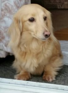 I am a very sweet and loveble longhair cream doxie.
