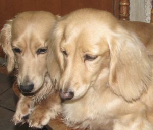 Duke is the dad, Penni the mom. Both longhair creams.